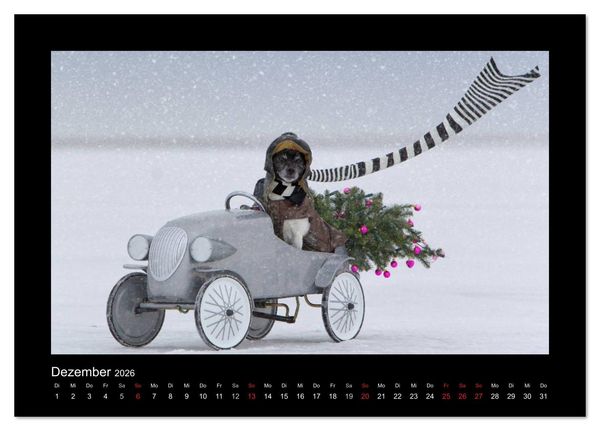 Produktbild: Jack Russell Terrier.....Ein Verwandlungsk&uuml;nstler namens Jake (Tischkalender 2026 DIN A5 quer), CALVENDO Monatskalender