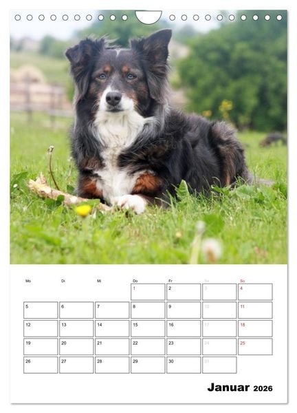 Produktbild: Australian Shepherd (Wandkalender 2026 DIN A4 hoch), CALVENDO Monatskalender