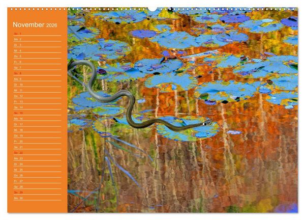 Produktbild: Wir sind die Stars am Wasser (hochwertiger Premium Wandkalender 2026 DIN A2 quer), Kunstdruck in Hochglanz