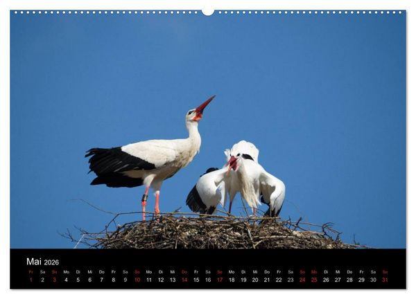 Produktbild: Ein Jahr bei den St&ouml;rchen (Wandkalender 2026 DIN A2 quer), CALVENDO Monatskalender