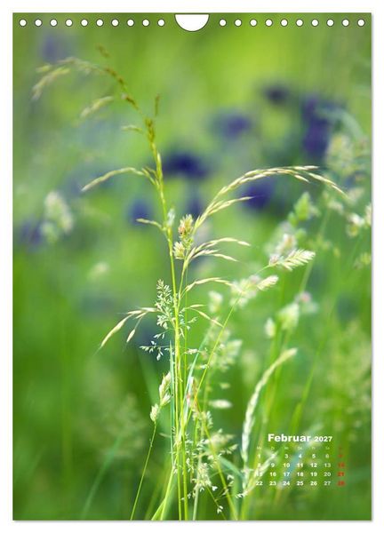 Produktbild: Ein Spaziergang &uuml;ber eine Sommerwiese (Wandkalender 2027 DIN A4 hoch), CALVENDO Monatskalender