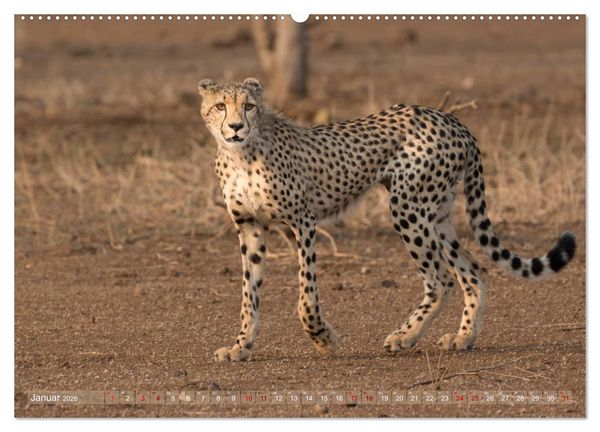 Produktbild: Geparden - Die Sch&ouml;nheiten Afrikas (Wandkalender 2026 DIN A2 quer), CALVENDO Monatskalender