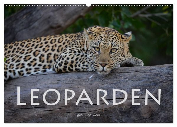 Produktbild: Leoparden - gro&szlig; und klein (Wandkalender 2026 DIN A2 quer), CALVENDO Monatskalender