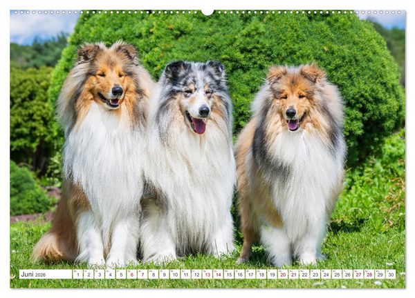 Produktbild: Der Collie - ein Hund f&uuml;rs Herz (hochwertiger Premium Wandkalender 2026 DIN A2 quer), Kunstdruck in Hochglanz