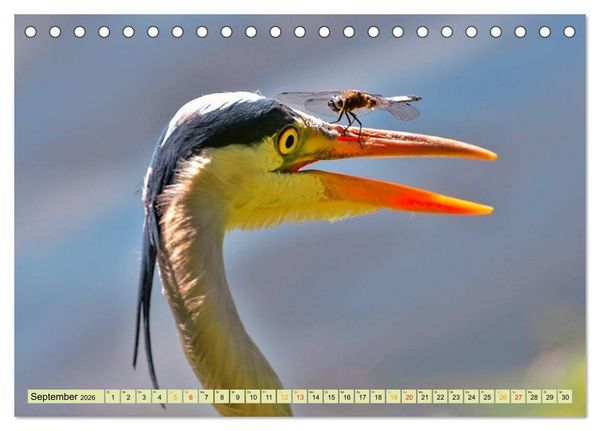 Produktbild: Lustig und verr&uuml;ckt - der ganz andere Tierkalender (Tischkalender 2026 DIN A5 quer), CALVENDO Monatskalender