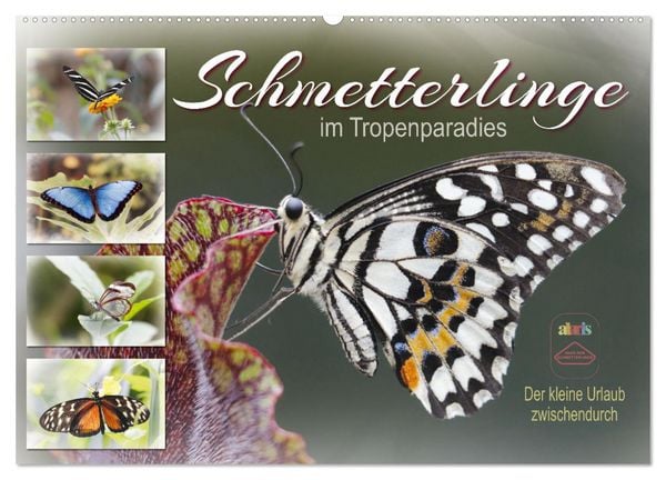 Schmetterlinge im Tropenparadies (Wandkalender 2026 DIN A2 quer), CALVENDO Monatskalender