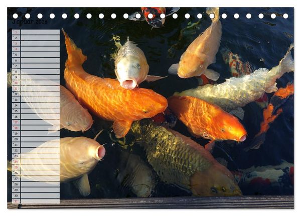 Produktbild: Koikichi Kalender 2026 (Tischkalender 2026 DIN A5 quer), CALVENDO Monatskalender