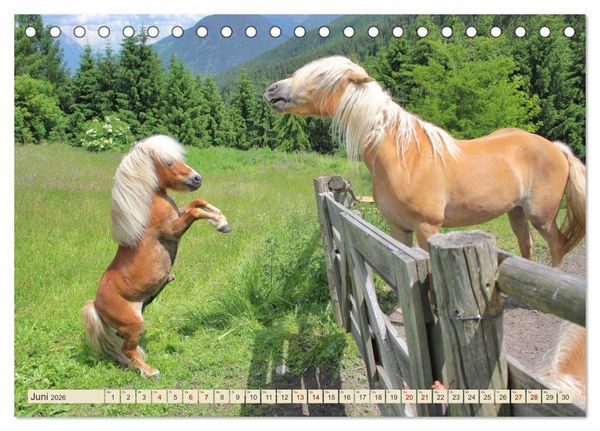 Produktbild: Tiroler Langm&auml;hnen (Tischkalender 2026 DIN A5 quer), CALVENDO Monatskalender