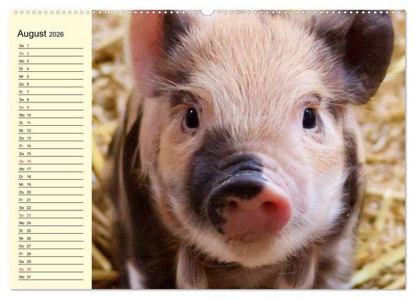 Produktbild: Von S&auml;uen die Schwein haben! (hochwertiger Premium Wandkalender 2026 DIN A2 quer), Kunstdruck in Hochglanz