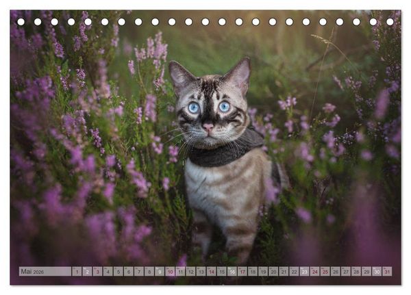 Produktbild: Wildes Wohnzimmer - Die Bengalkatze (Tischkalender 2026 DIN A5 quer), CALVENDO Monatskalender