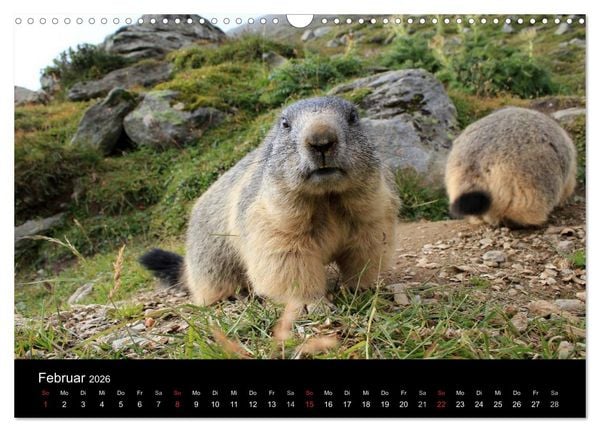 Produktbild: Murmeltiere (Wandkalender 2026 DIN A3 quer), CALVENDO Monatskalender