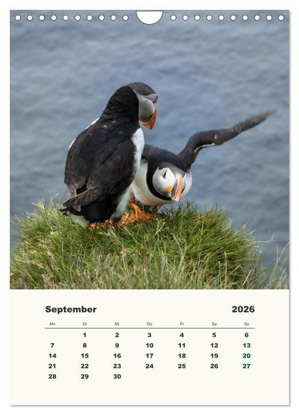 Produktbild: Papageientaucher in Island (Wandkalender 2026 DIN A4 hoch), CALVENDO Monatskalender