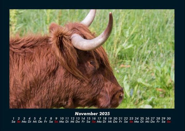 Produktbild: Kuhkalender 2025 Fotokalender DIN A4