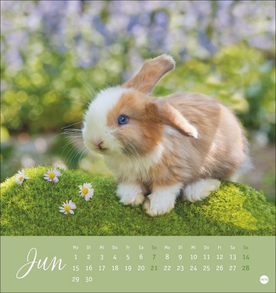 Produktbild: S&uuml;&szlig;e Kaninchen Postkartenkalender 2026