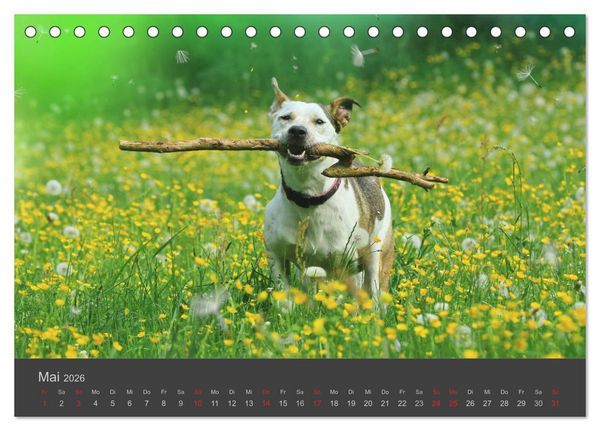 Produktbild: HUNDE LEBEN IST BUNT (Tischkalender 2026 DIN A5 quer), CALVENDO Monatskalender