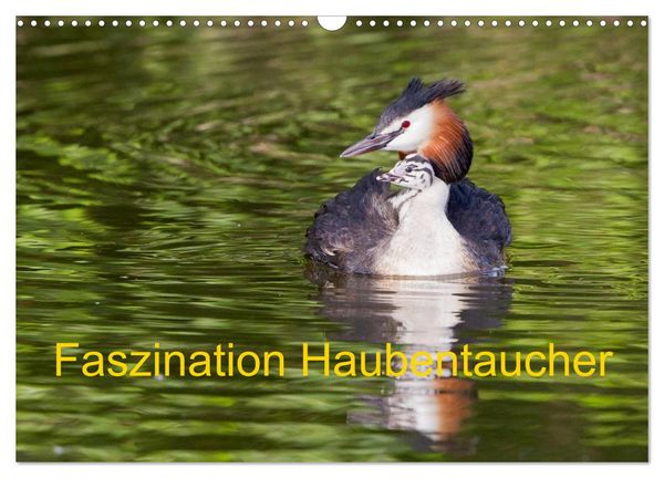 Faszination Haubentaucher (Wandkalender 2026 DIN A3 quer), CALVENDO Monatskalender