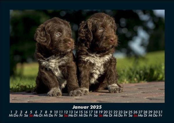 Produktbild: Welpen 2025 Fotokalender DIN A5