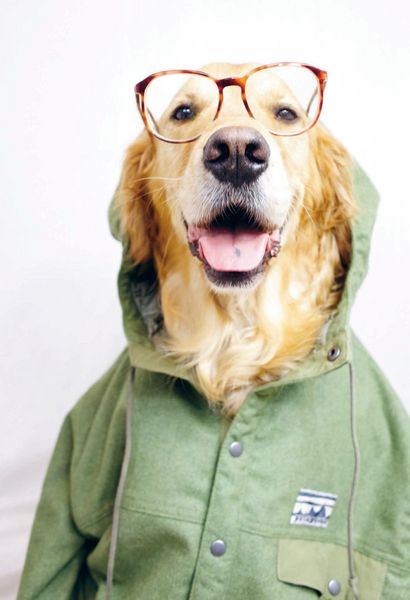 Produktbild: Insta Grammar Dogs