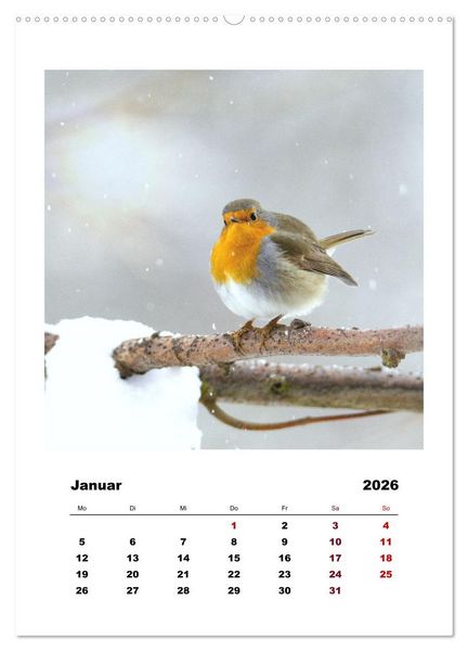 Produktbild: Rotkehlchen, s&uuml;&szlig;e kleine Knutschkugeln (hochwertiger Premium Wandkalender 2026 DIN A2 hoch), Kunstdruck in Hochglanz