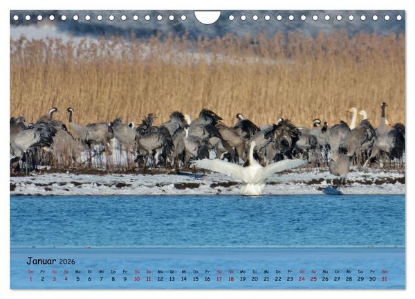 Produktbild: Faszination Zugv&ouml;gel - Rekorde in der Vogelwelt (Wandkalender 2026 DIN A4 quer), CALVENDO Monatskalender