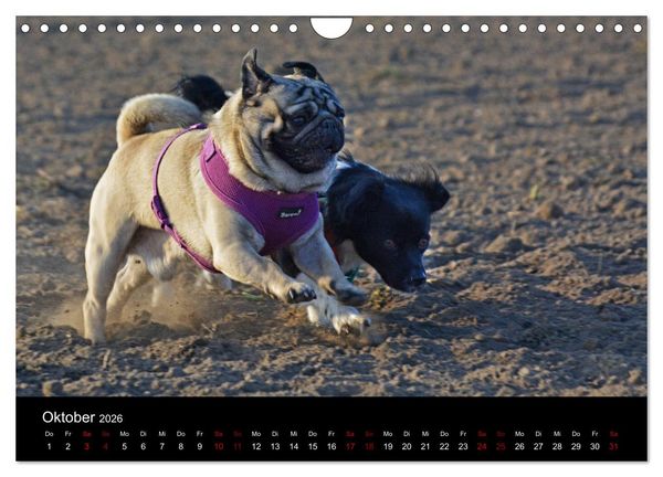 Produktbild: Alles Mops-Kalender 2026 (Wandkalender 2026 DIN A4 quer), CALVENDO Monatskalender