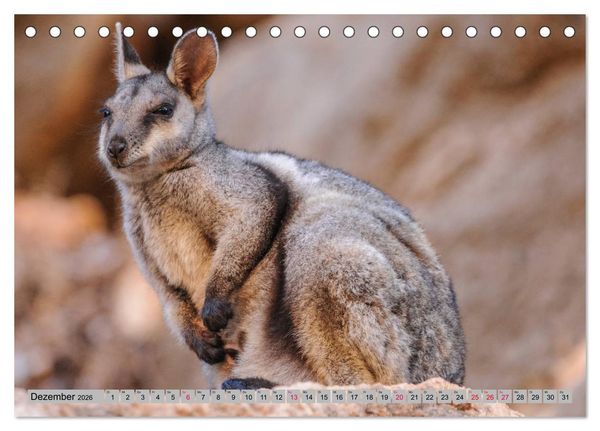 Produktbild: K&auml;ngururs und Wallabys (Tischkalender 2026 DIN A5 quer), CALVENDO Monatskalender