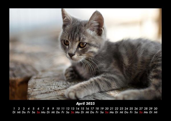 Produktbild: F&uuml;r Katzenfreunde 2025 Fotokalender DIN A3
