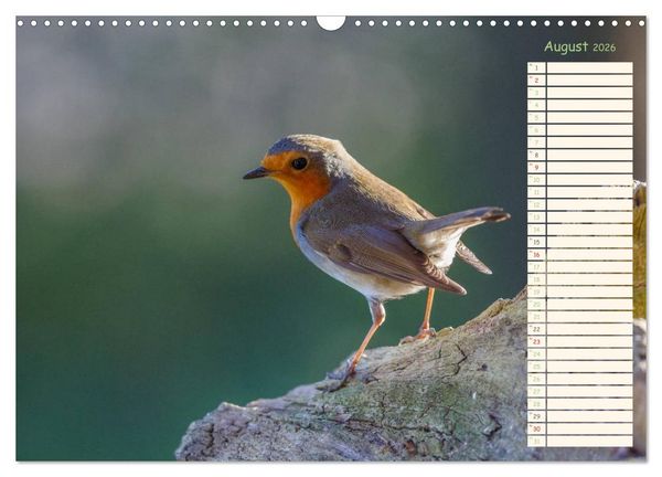 Produktbild: Gefiederte Sch&ouml;nheiten - Das Rotkehlchen / Planer (Wandkalender 2026 DIN A3 quer), CALVENDO Monatskalender