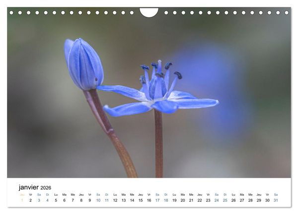 Produktbild: Fleurs po&eacute;tiques (Calendrier mural 2026 DIN A4 vertical), CALVENDO calendrier mensuel