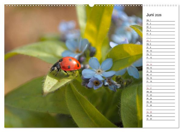 Produktbild: Marienk&auml;fer 2026 (Wandkalender 2026 DIN A2 quer), CALVENDO Monatskalender