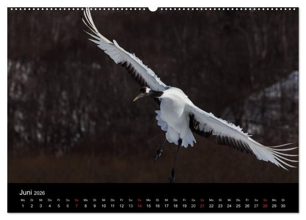 Produktbild: Mandschurenkraniche (hochwertiger Premium Wandkalender 2026 DIN A2 quer), Kunstdruck in Hochglanz