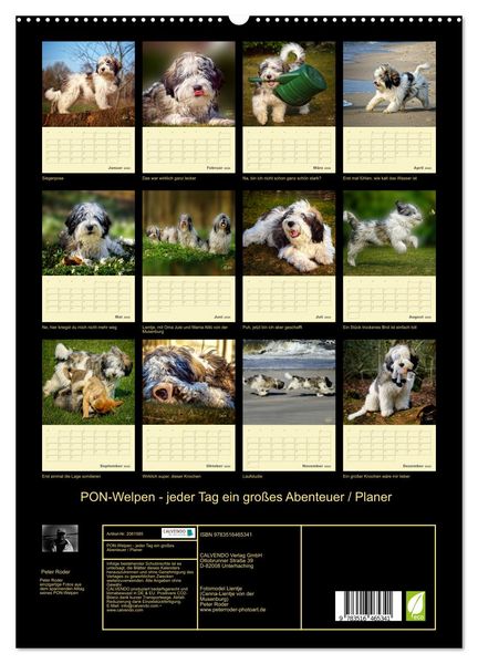 Produktbild: PON-Welpen - jeder Tag ein gro&szlig;es Abenteuer / Planer (hochwertiger Premium Wandkalender 2026 DIN A2 hoch), Kunstdruck in Hochglanz