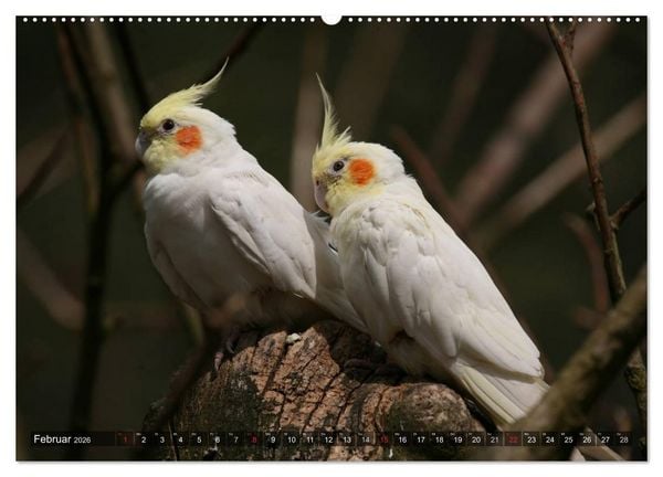 Produktbild: Nymphensittiche (Wandkalender 2026 DIN A2 quer), CALVENDO Monatskalender