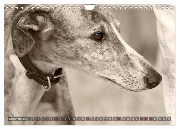 Produktbild: Galgo eye-catcher (Wandkalender 2026 DIN A4 quer), CALVENDO Monatskalender
