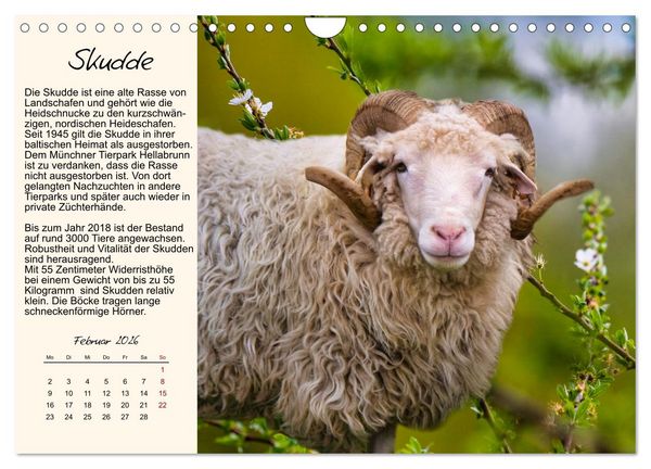 Produktbild: Majest&auml;tische Horntr&auml;ger (Wandkalender 2026 DIN A4 quer), CALVENDO Monatskalender