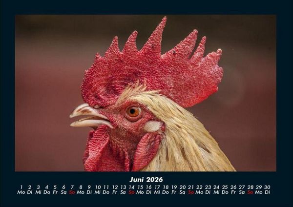 Produktbild: Tiere auf dem Bauernhof 2026 Fotokalender DIN A4
