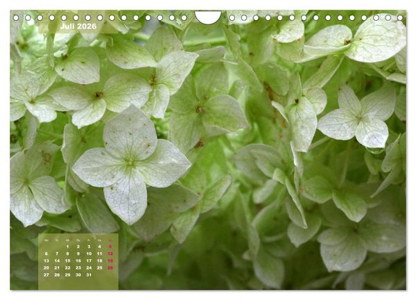 Produktbild: Himmlische Hortensien (Wandkalender 2026 DIN A4 quer), CALVENDO Monatskalender