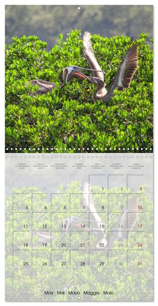 Produktbild: Floride &ndash; D&eacute;couvertes dans l'&Eacute;tat du soleil (Calendrier mural carr&eacute; 2026 30x30 cm) Calendrier double avec une page pour vos prises de notes