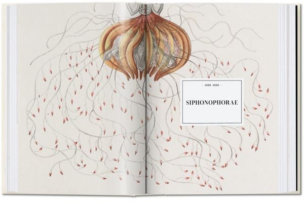 Produktbild: The Art and Science of Ernst Haeckel