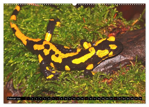 Produktbild: Im Revier der Salamander (hochwertiger Premium Wandkalender 2026 DIN A2 quer), Kunstdruck in Hochglanz