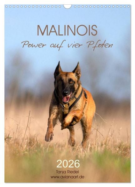 Produktbild: Malinois Power auf vier Pfoten (Wandkalender 2026 DIN A3 hoch), CALVENDO Monatskalender