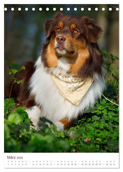 Produktbild: Australian Shepherds (Tischkalender 2026 DIN A5 hoch), CALVENDO Monatskalender