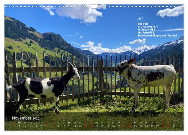 Produktbild: Pustertaler Sprinzen und Schecken 2026 (Wandkalender 2026 DIN A3 quer), CALVENDO Monatskalender