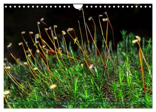 Produktbild: Spaziergang im Wald (Wandkalender 2026 DIN A4 quer), CALVENDO Monatskalender