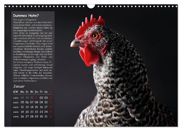 Produktbild: Von der Einzigartigkeit der H&uuml;hner 2026 (Wandkalender 2026 DIN A3 quer), CALVENDO Monatskalender