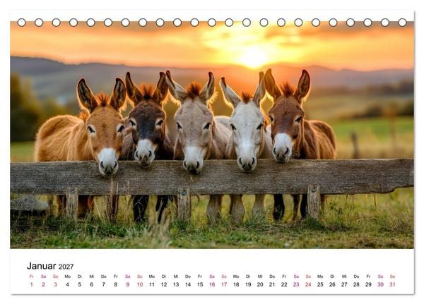 Produktbild: Esel - neugierige Typen (Tischkalender 2027 DIN A5 quer), CALVENDO Monatskalender