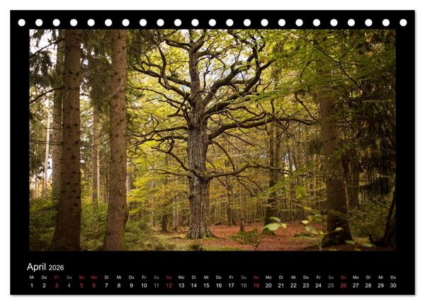 Produktbild: M&auml;rchenhafter Reinhardswald und Urwald Sababurg (Tischkalender 2026 DIN A5 quer), CALVENDO Monatskalender