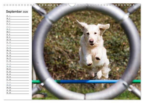 Produktbild: Agility - Sport und Spass (Wandkalender 2026 DIN A3 quer), CALVENDO Monatskalender