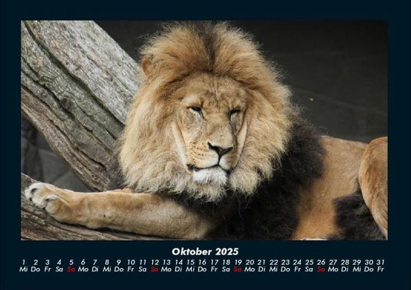 Produktbild: L&ouml;wen in der Wildnis 2025 Fotokalender DIN A4