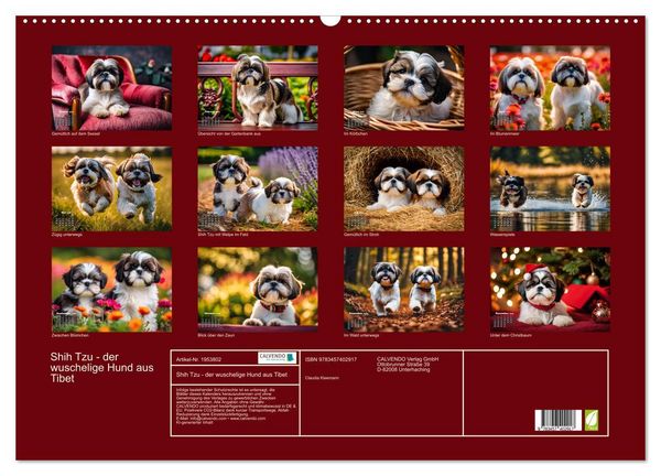 Produktbild: Shih Tzu - der wuschelige Hund aus Tibet (Wandkalender 2026 DIN A2 quer), CALVENDO Monatskalender